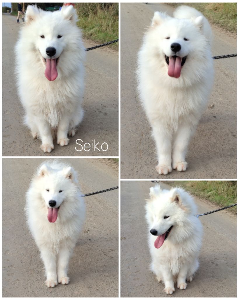 Seiko (Sans Affixe)