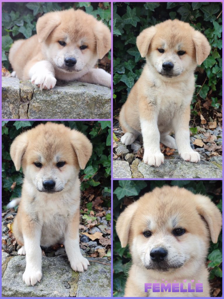 Daisy Baron - Chiot disponible  - Akita