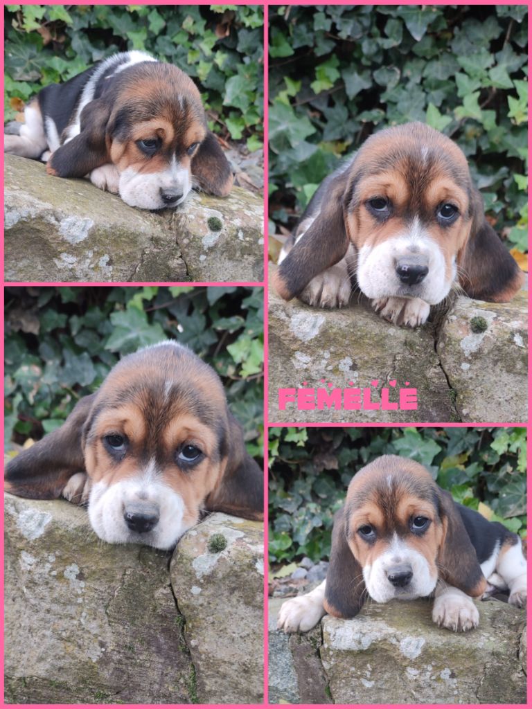 Daisy Baron - Chiot disponible  - Beagle