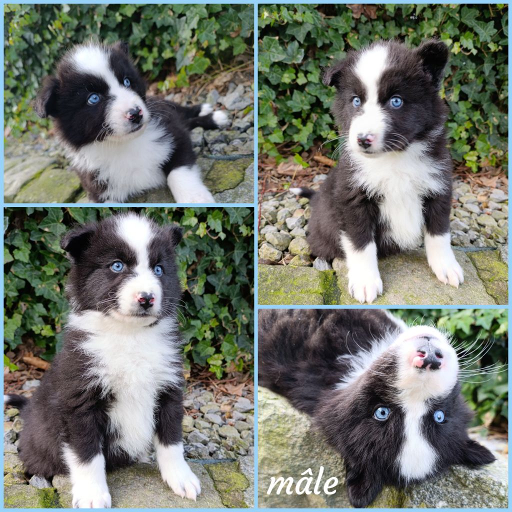 Daisy Baron - Chiot disponible  - Laika de iakoutie