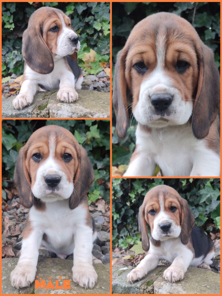 Daisy Baron - Chiot disponible  - Beagle