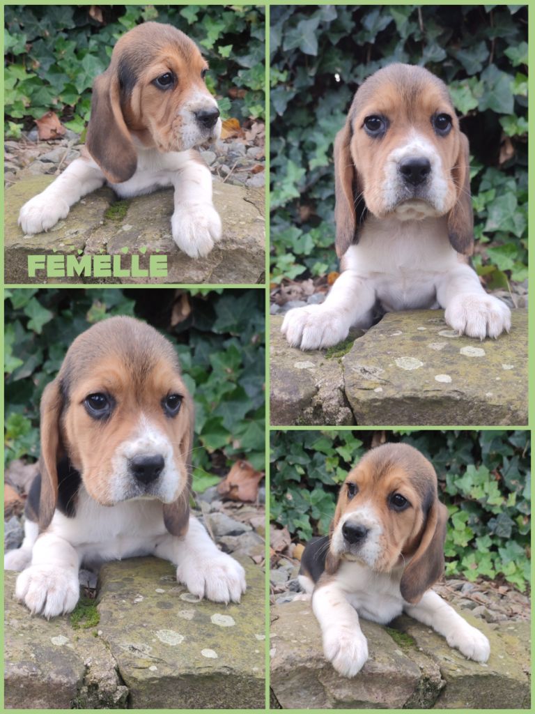 Daisy Baron - Chiot disponible  - Beagle