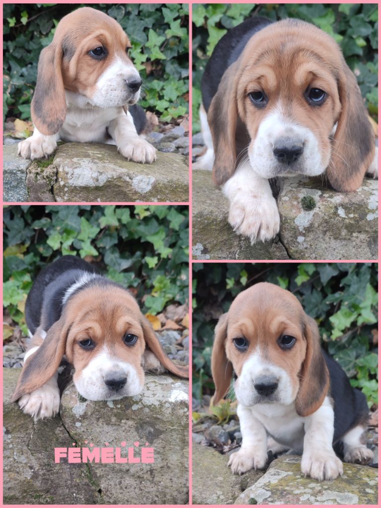 Daisy Baron - Chiot disponible  - Beagle