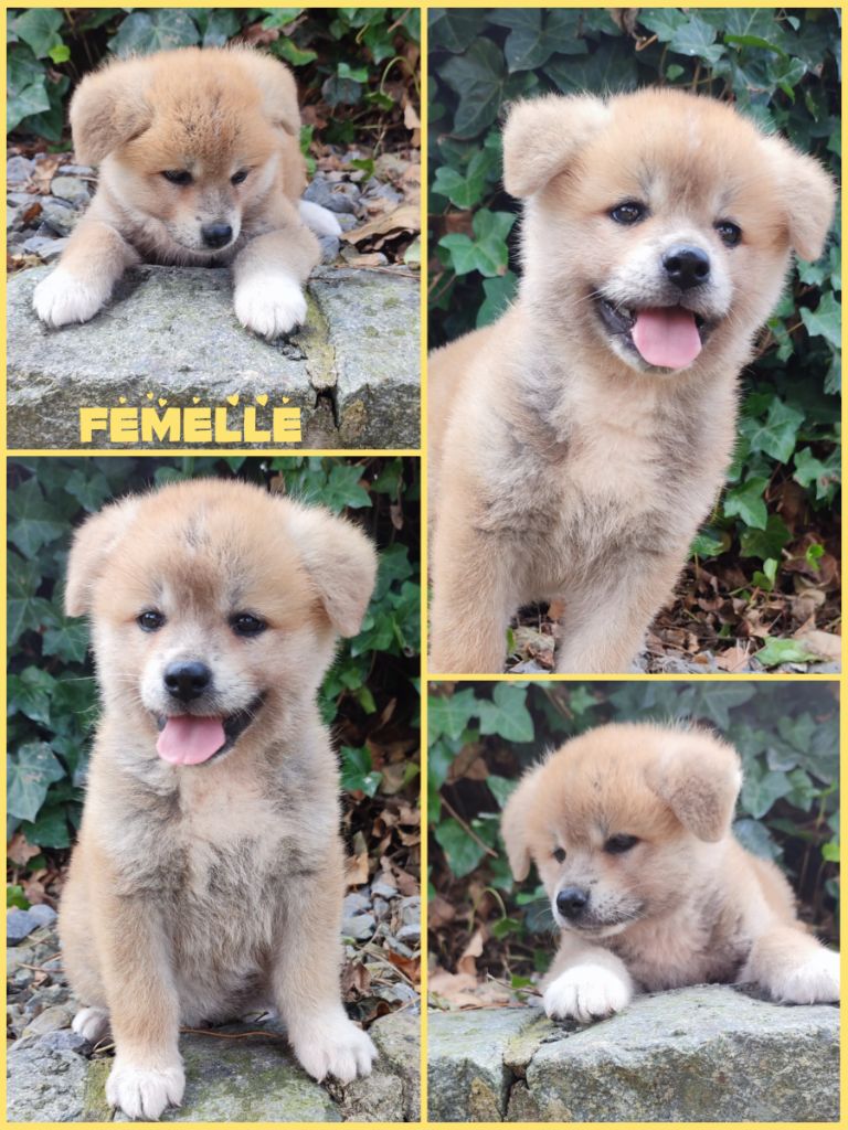 Daisy Baron - Chiot disponible  - Akita