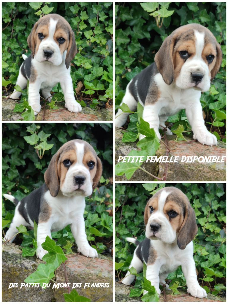 Daisy Baron - Chiot disponible  - Beagle