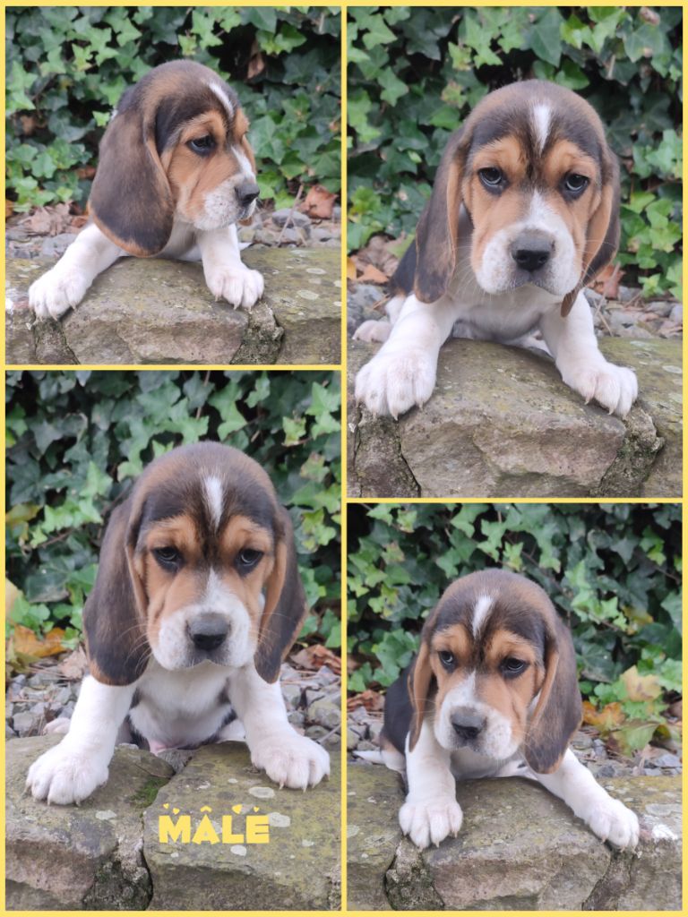 Daisy Baron - Chiot disponible  - Beagle