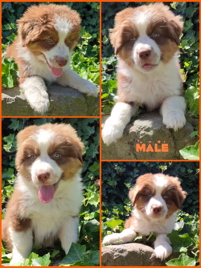 Daisy Baron - Chiot disponible  - Berger Australien