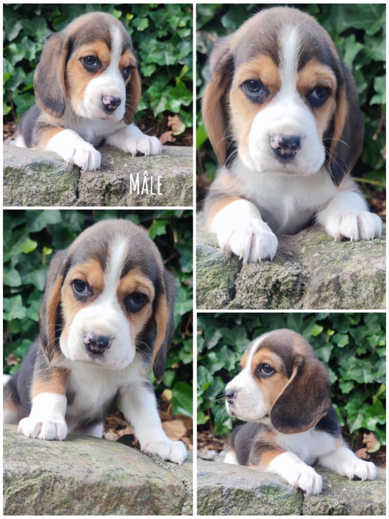 Daisy Baron - Chiot disponible  - Beagle