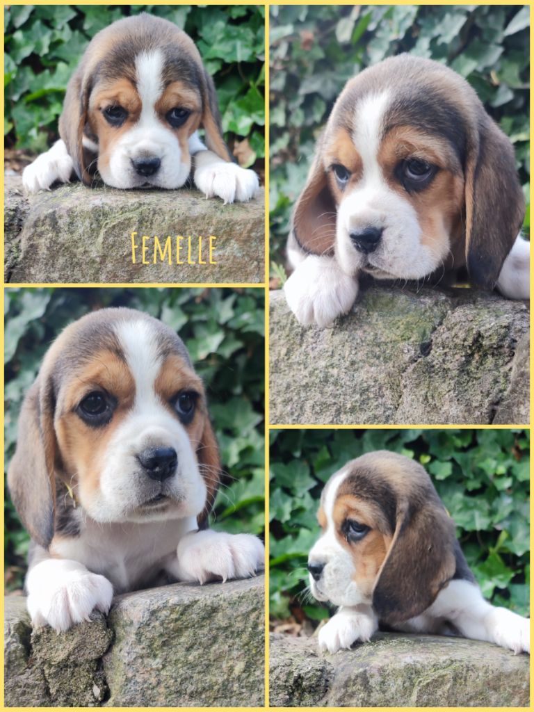 Daisy Baron - Chiot disponible  - Beagle