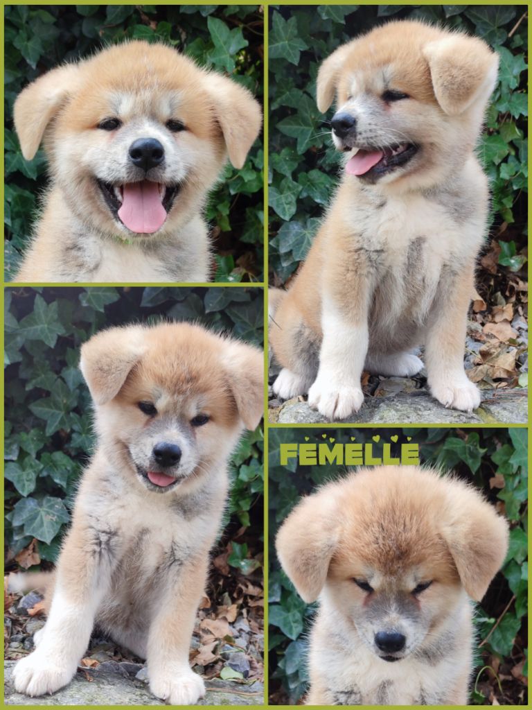 Daisy Baron - Chiot disponible  - Akita