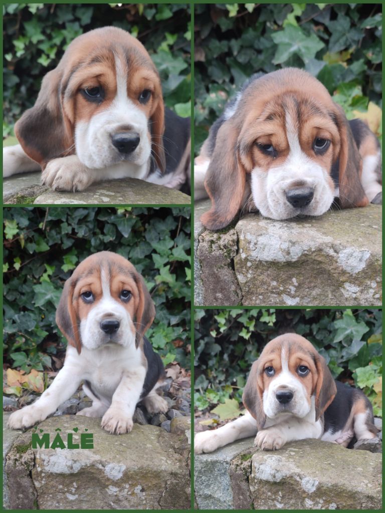 Daisy Baron - Chiot disponible  - Beagle