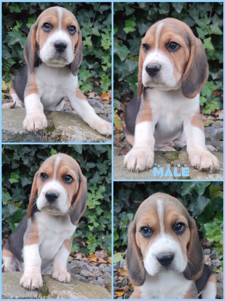 Daisy Baron - Chiot disponible  - Beagle