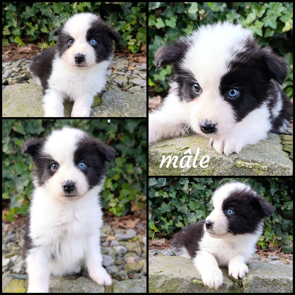 Daisy Baron - Chiot disponible  - Laika de iakoutie