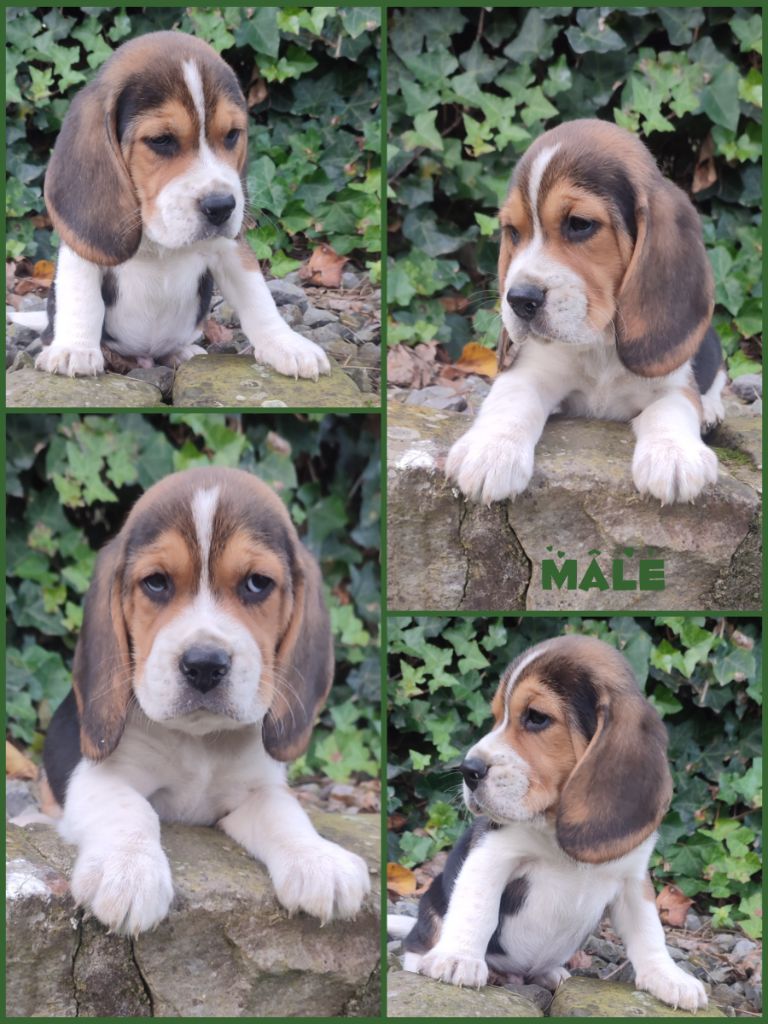 Daisy Baron - Chiot disponible  - Beagle