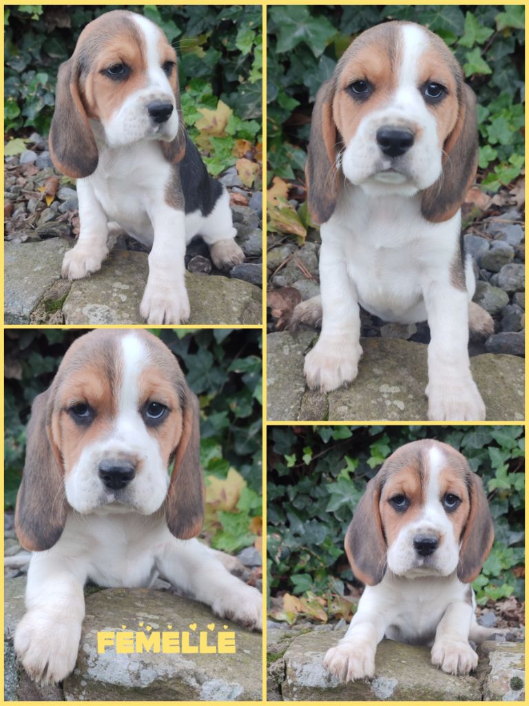 Daisy Baron - Chiot disponible  - Beagle