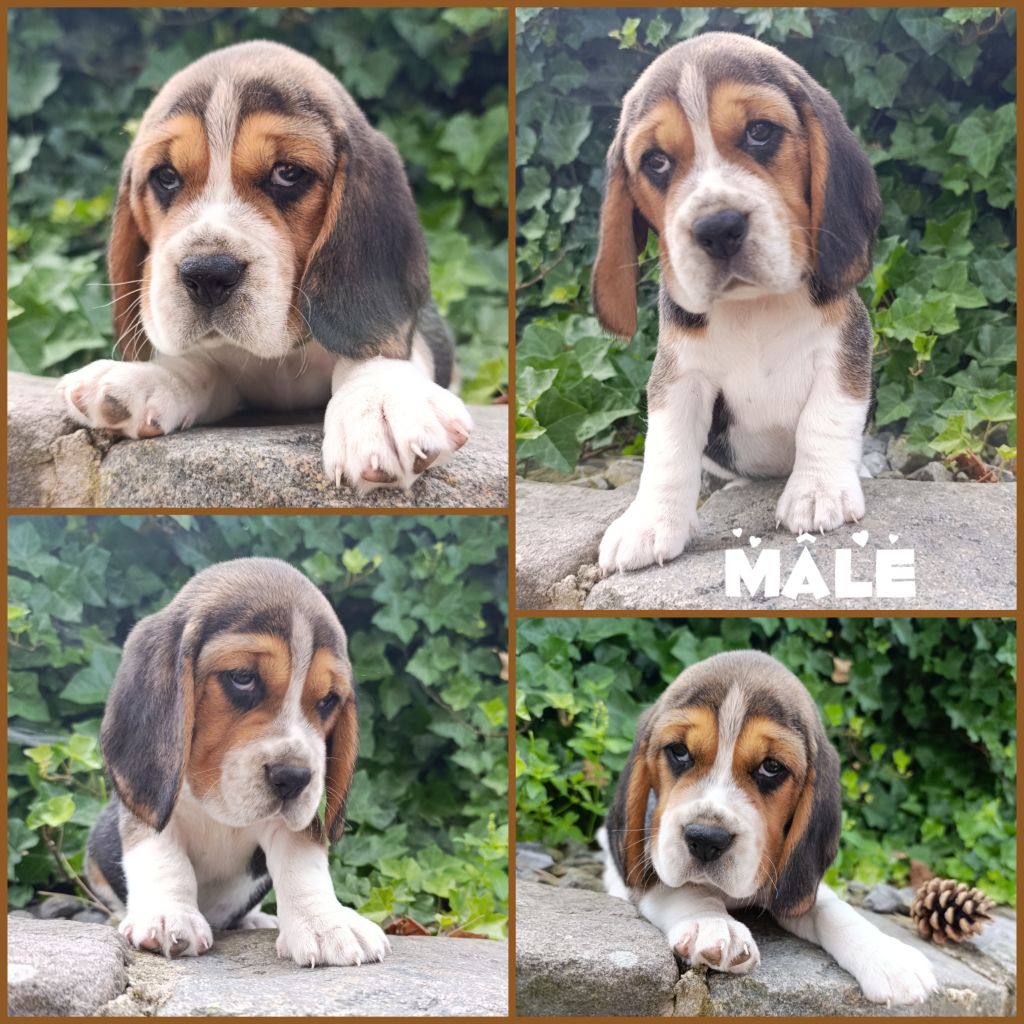 Daisy Baron - Chiots disponibles - Beagle