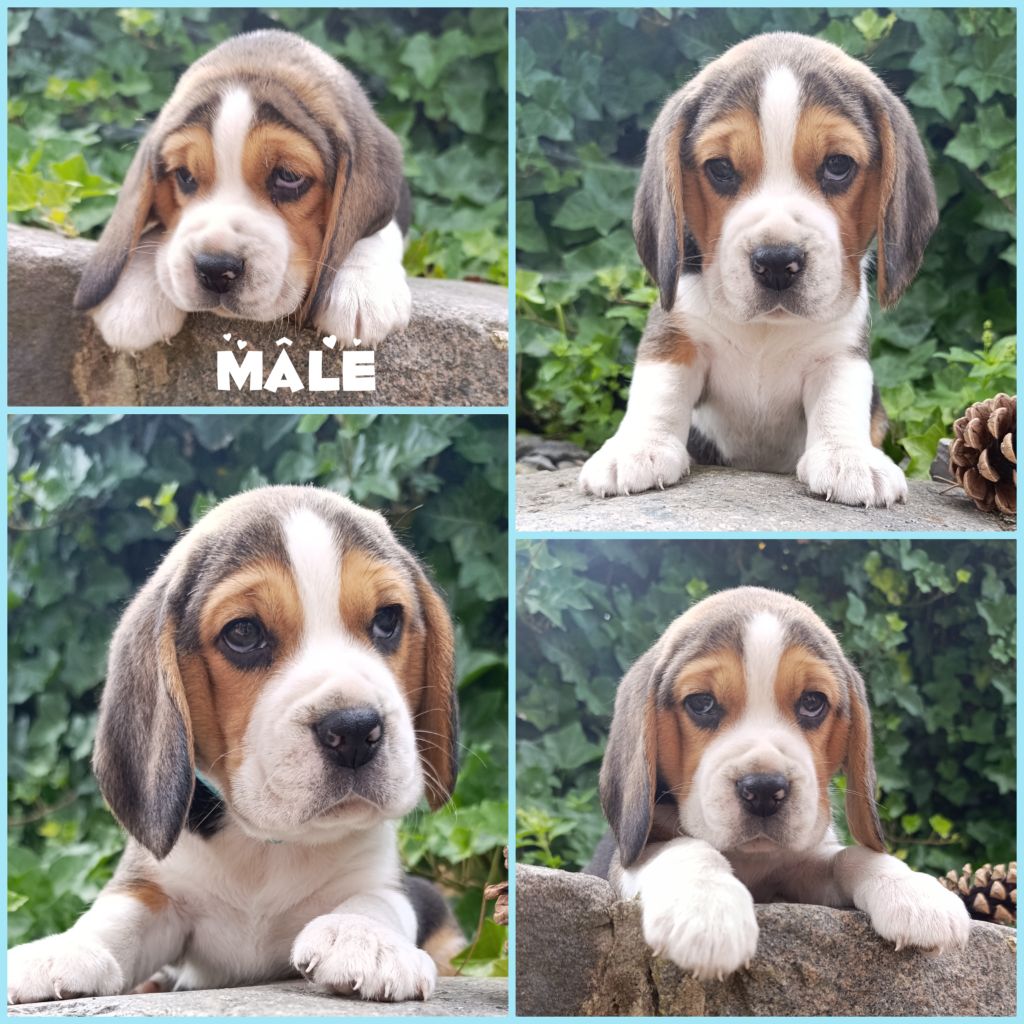 Daisy Baron - Chiots disponibles - Beagle