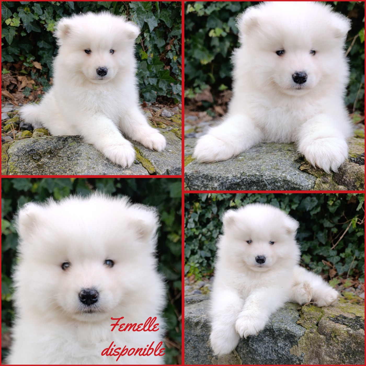 Daisy Baron - Chiots disponibles - Samoyède