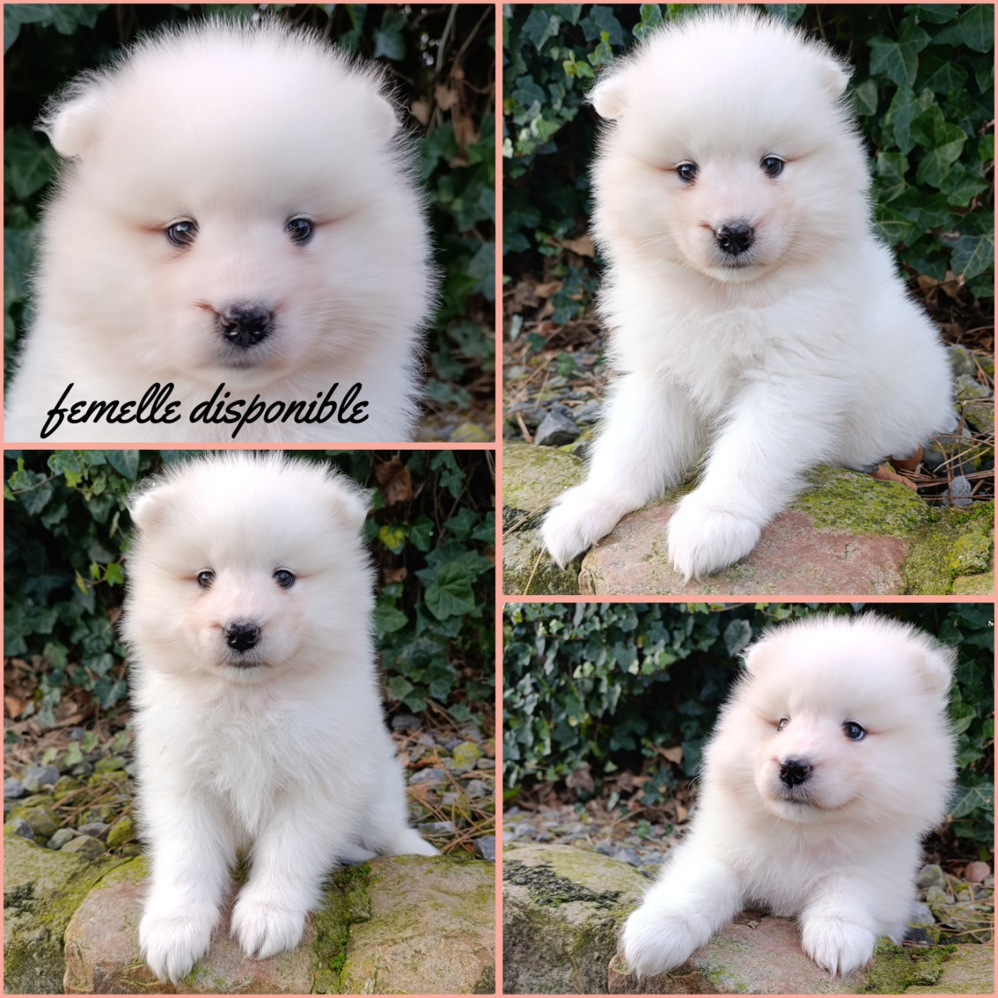 Daisy Baron - Chiots disponibles - Samoyède