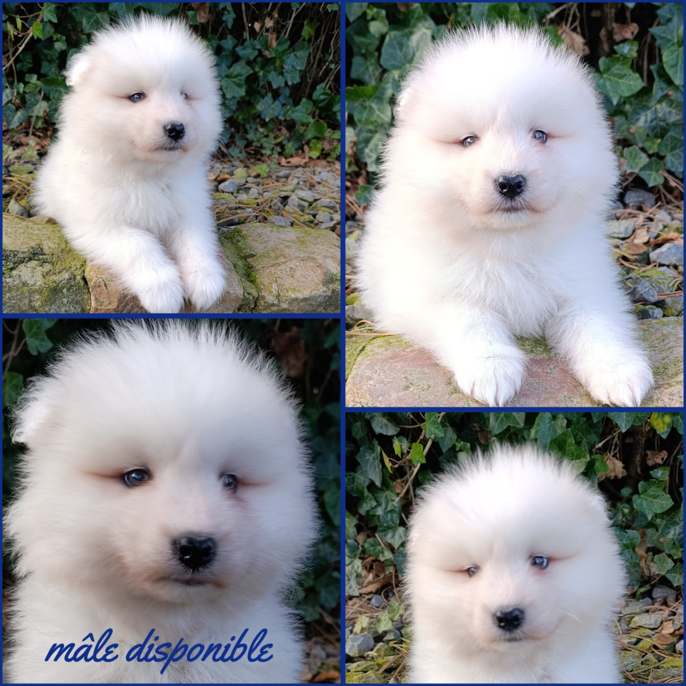 Daisy Baron - Chiots disponibles - Samoyède