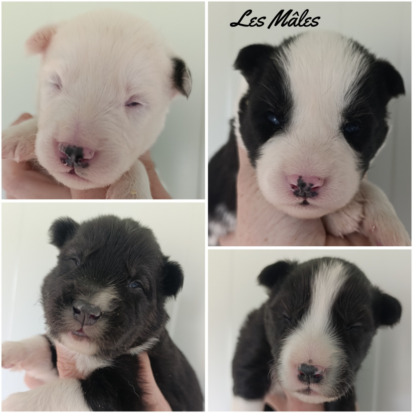 Daisy Baron - Chiots disponibles - Laika de iakoutie