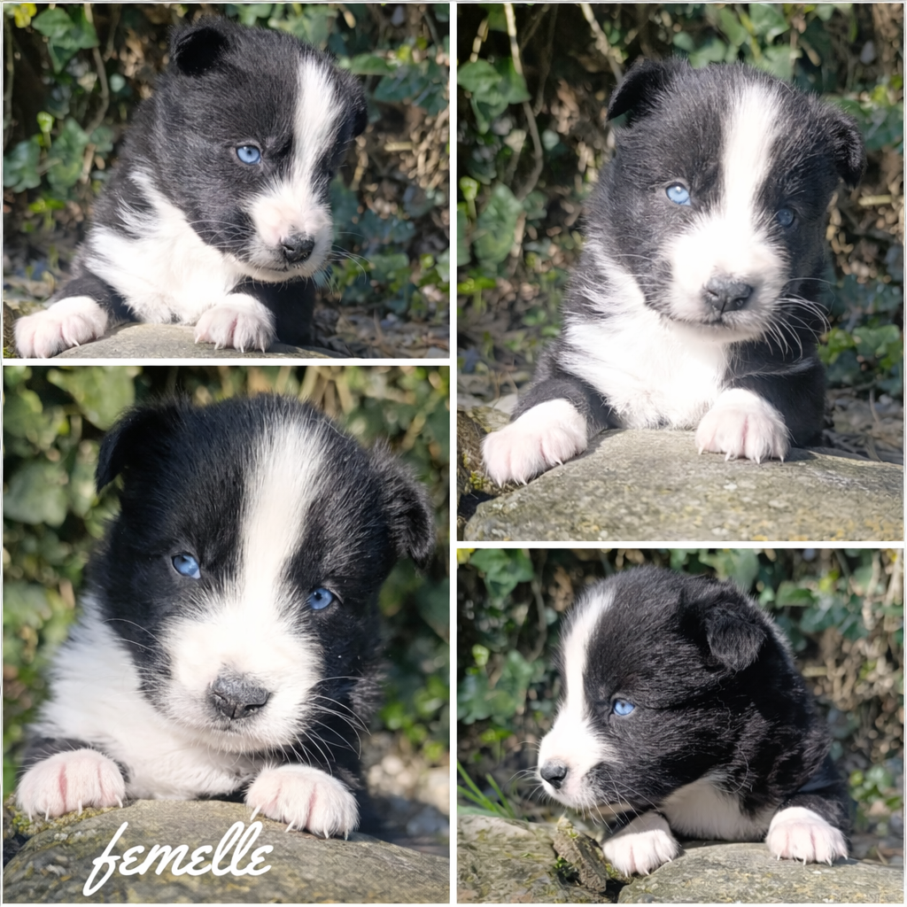 Daisy Baron - Chiots disponibles - Laika de iakoutie