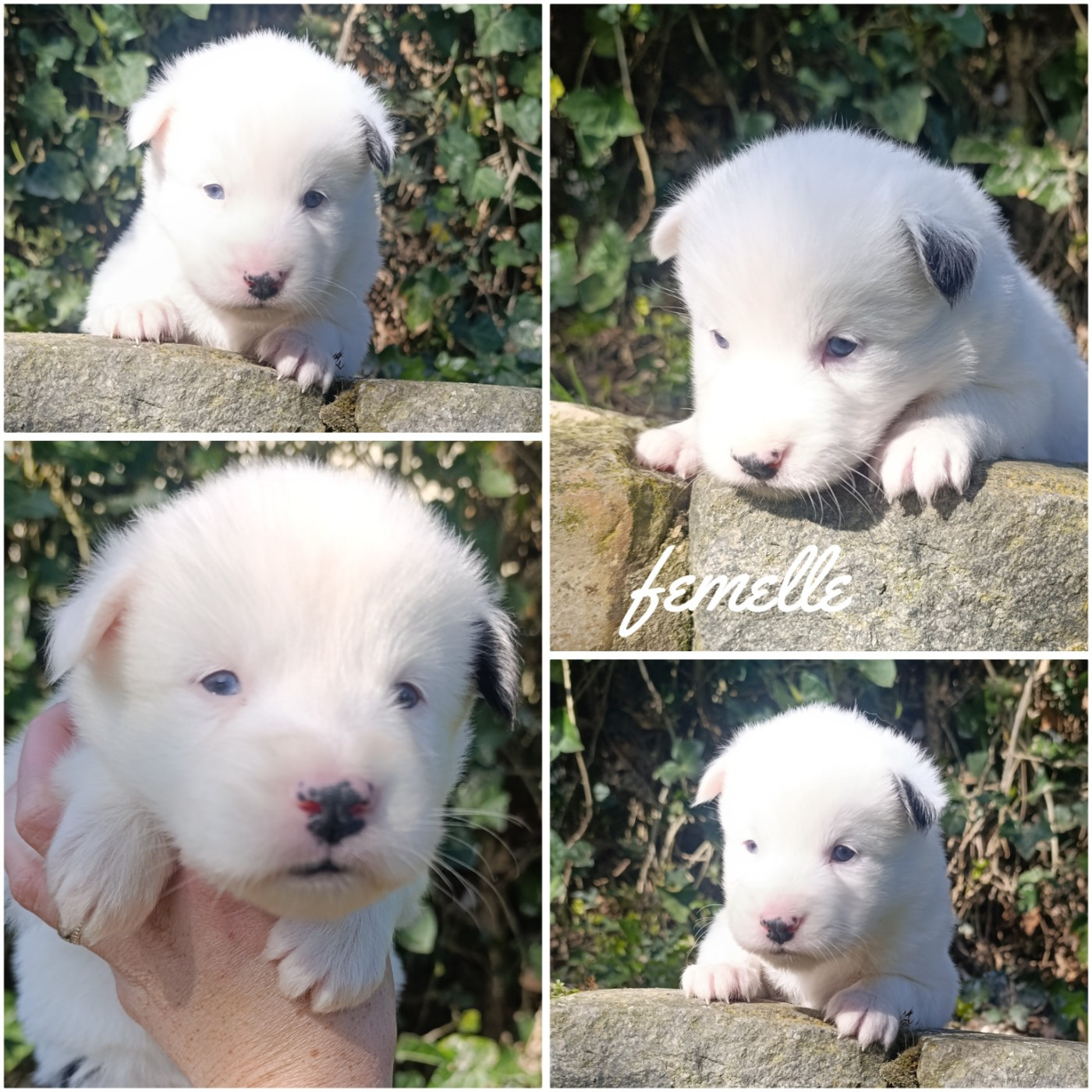 Daisy Baron - Chiots disponibles - Laika de iakoutie