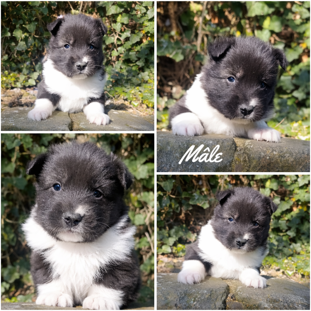 Daisy Baron - Chiots disponibles - Laika de iakoutie