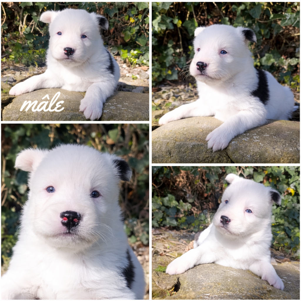 Daisy Baron - Chiots disponibles - Laika de iakoutie