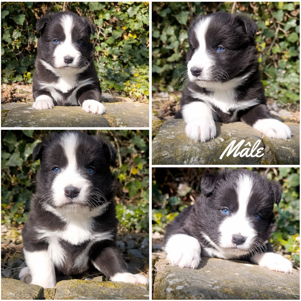 Daisy Baron - Chiots disponibles - Laika de iakoutie