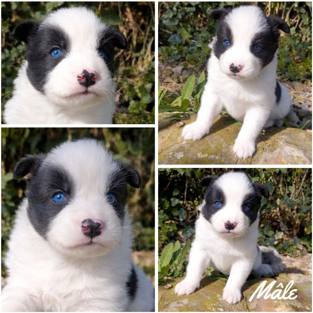 Daisy Baron - Chiots disponibles - Laika de iakoutie