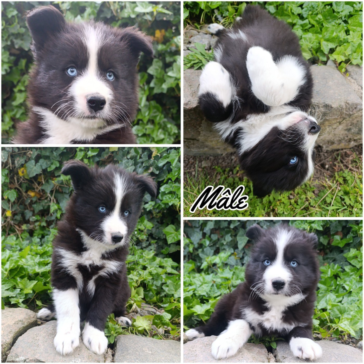 Daisy Baron - Chiots disponibles - Laika de iakoutie