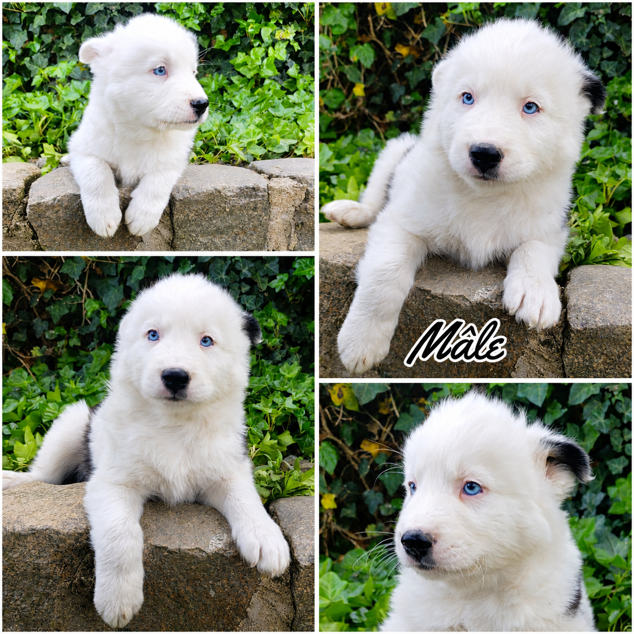 Daisy Baron - Chiots disponibles - Laika de iakoutie