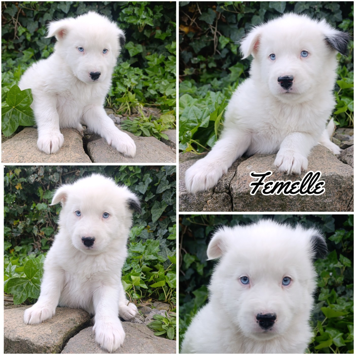 Daisy Baron - Chiots disponibles - Laika de iakoutie