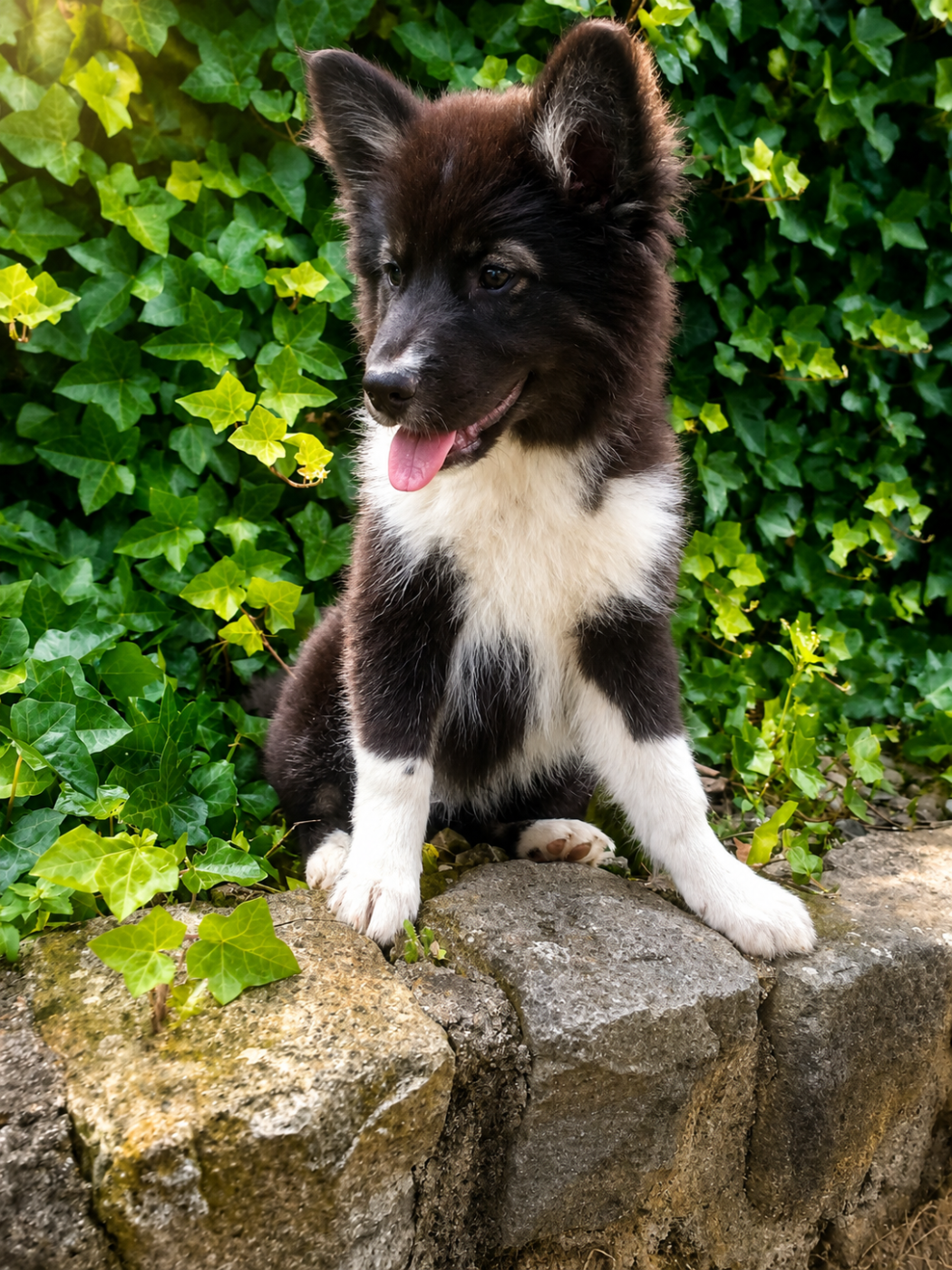 Daisy Baron - Chiots disponibles - Laika de iakoutie