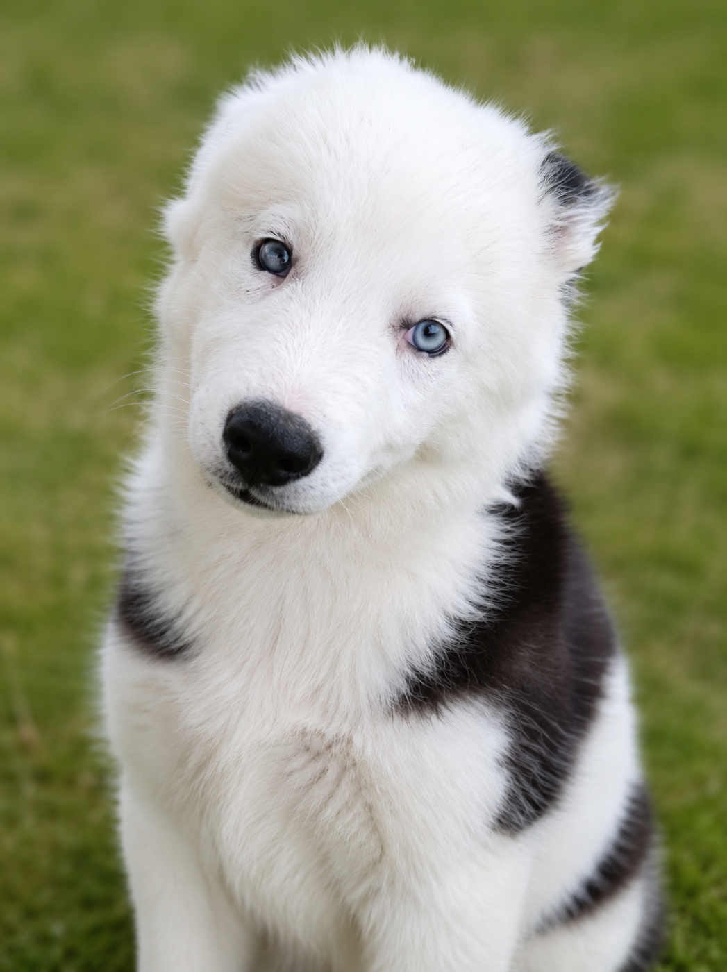 Daisy Baron - Chiots disponibles - Laika de iakoutie