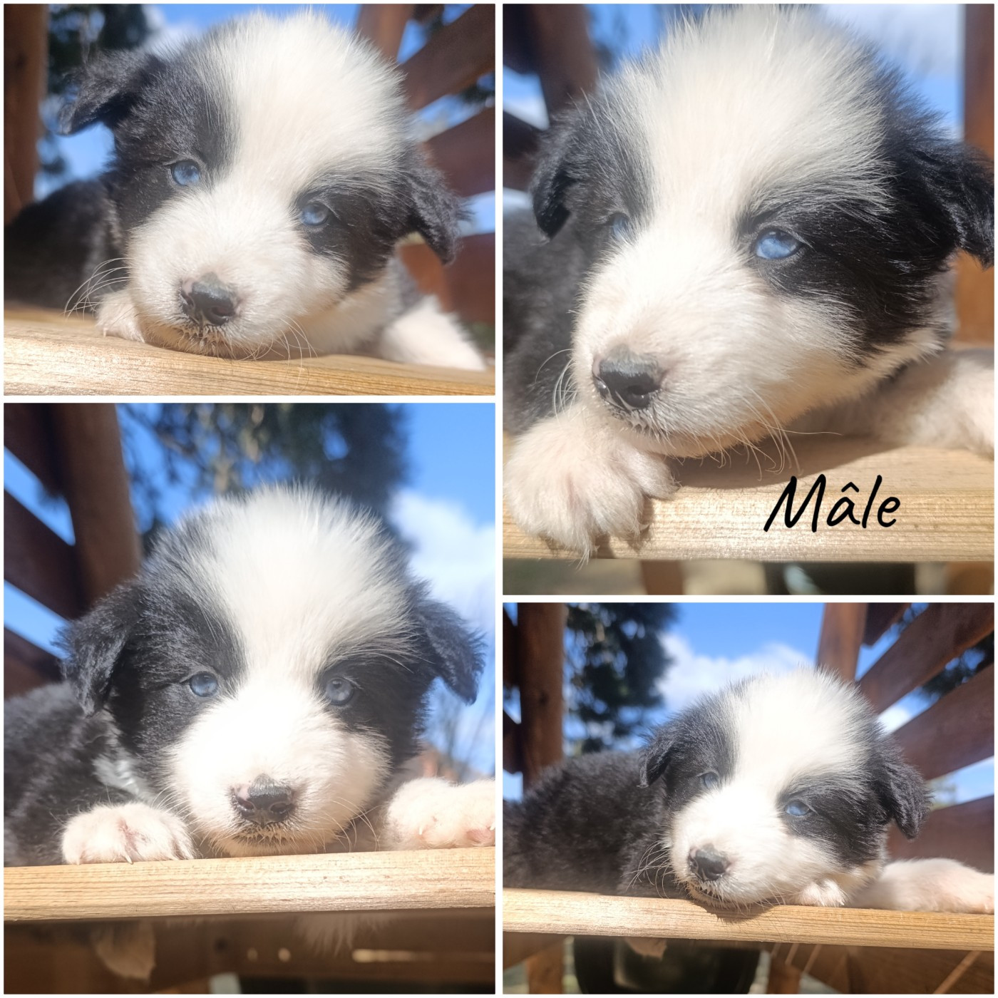 Daisy Baron - Chiots disponibles - Laika de iakoutie