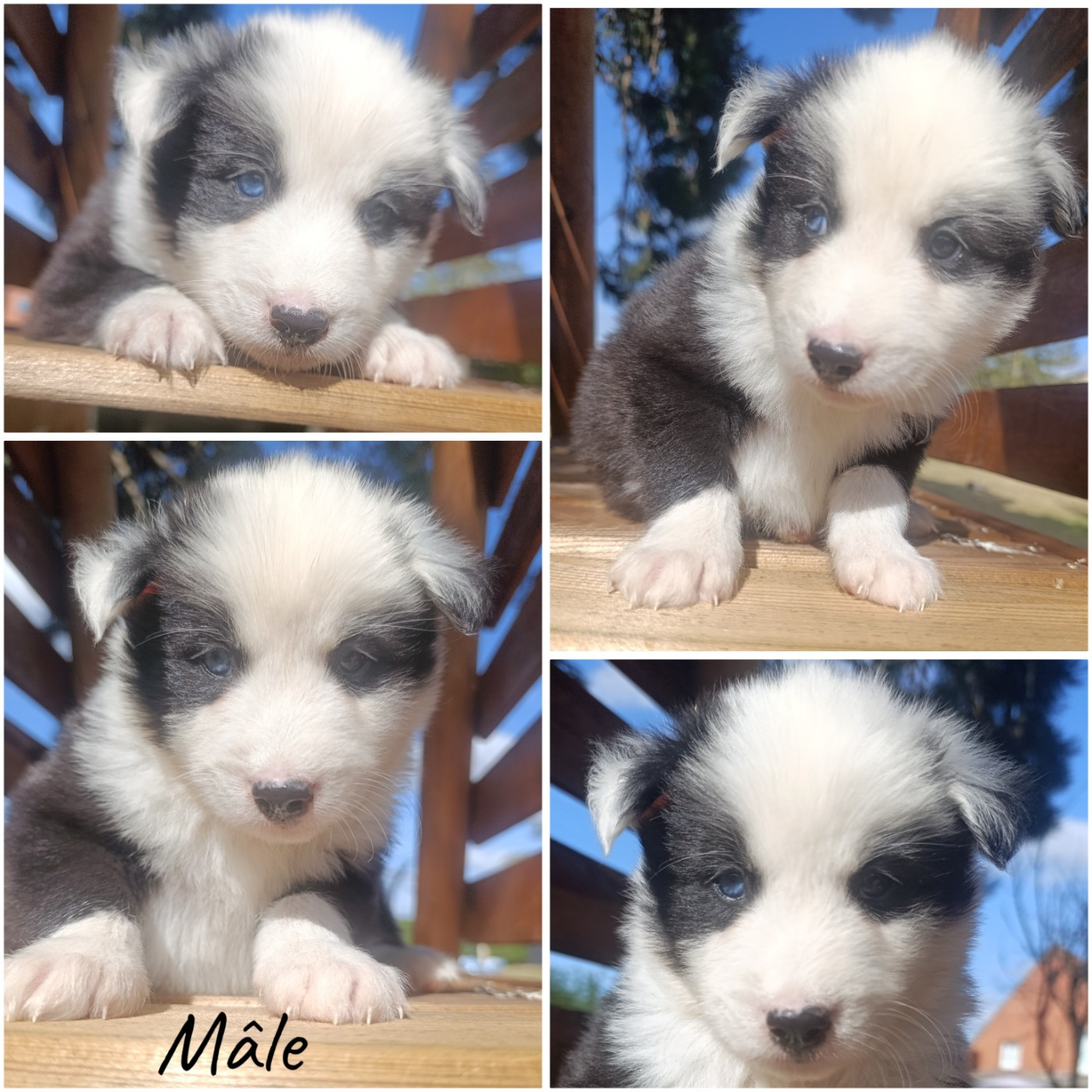 Daisy Baron - Chiots disponibles - Laika de iakoutie