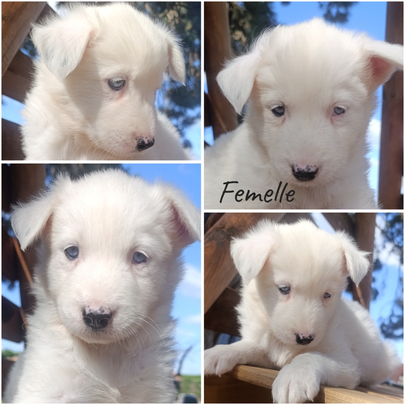 Daisy Baron - Chiots disponibles - Laika de iakoutie