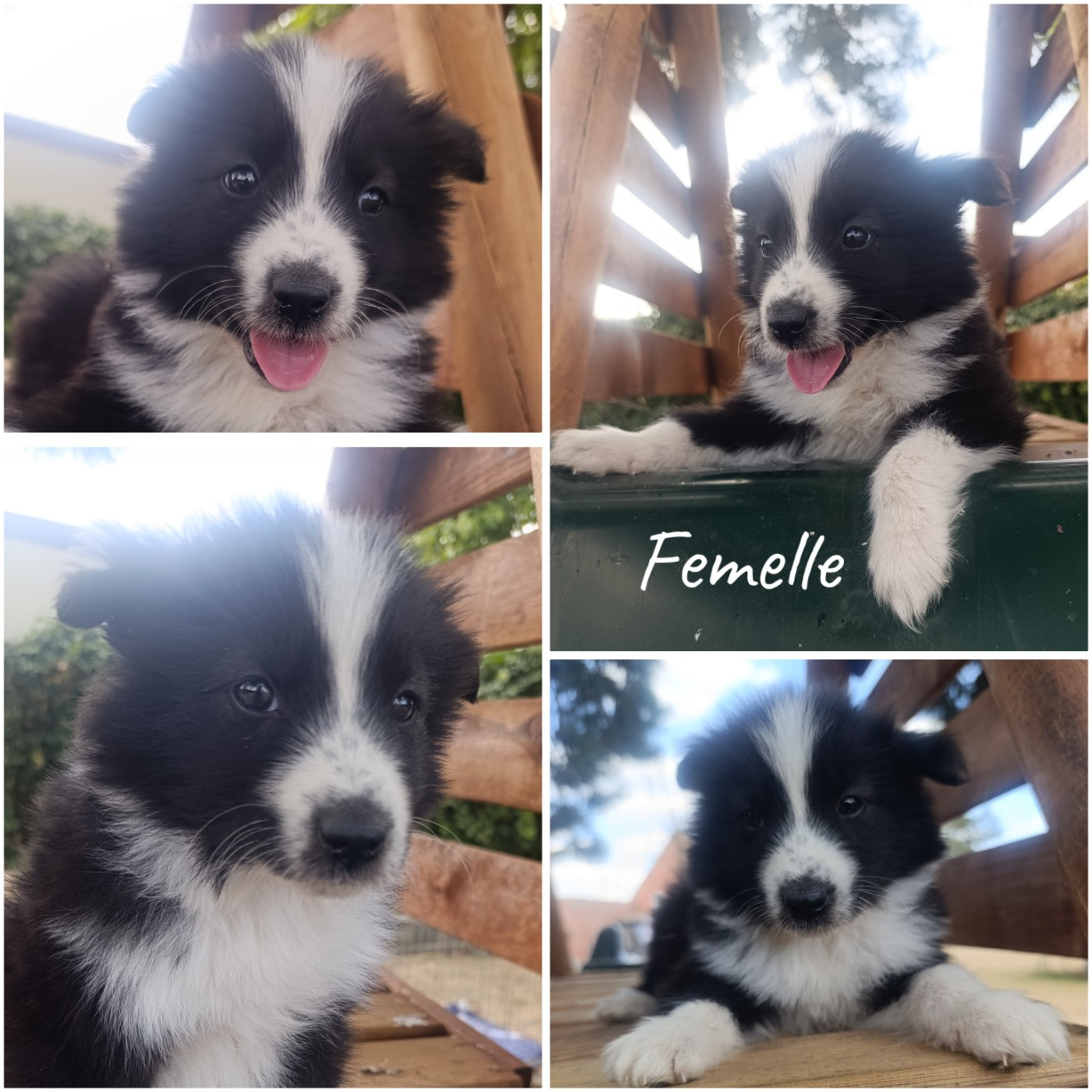 Daisy Baron - Chiots disponibles - Laika de iakoutie