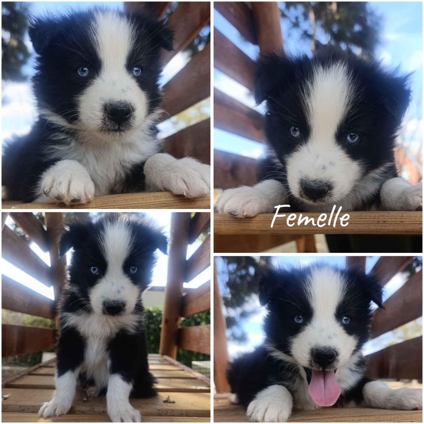 Daisy Baron - Chiots disponibles - Laika de iakoutie
