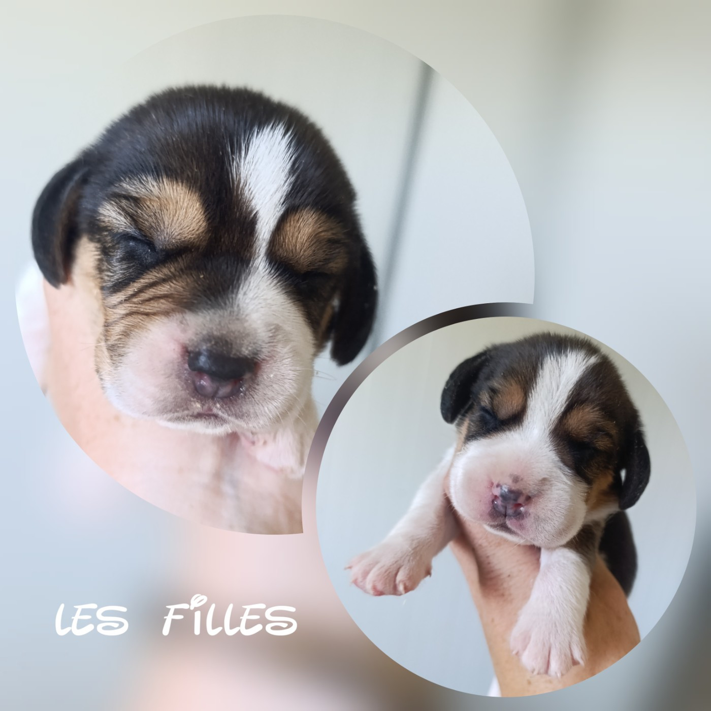Daisy Baron - Chiots disponibles - Beagle