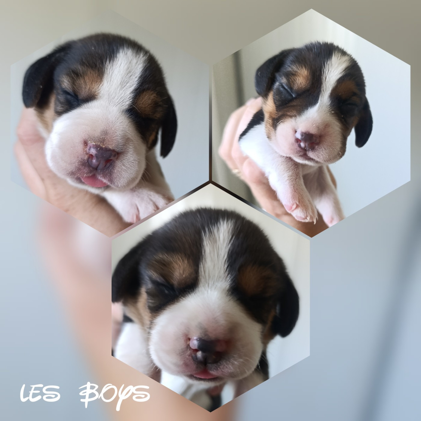 Daisy Baron - Chiots disponibles - Beagle