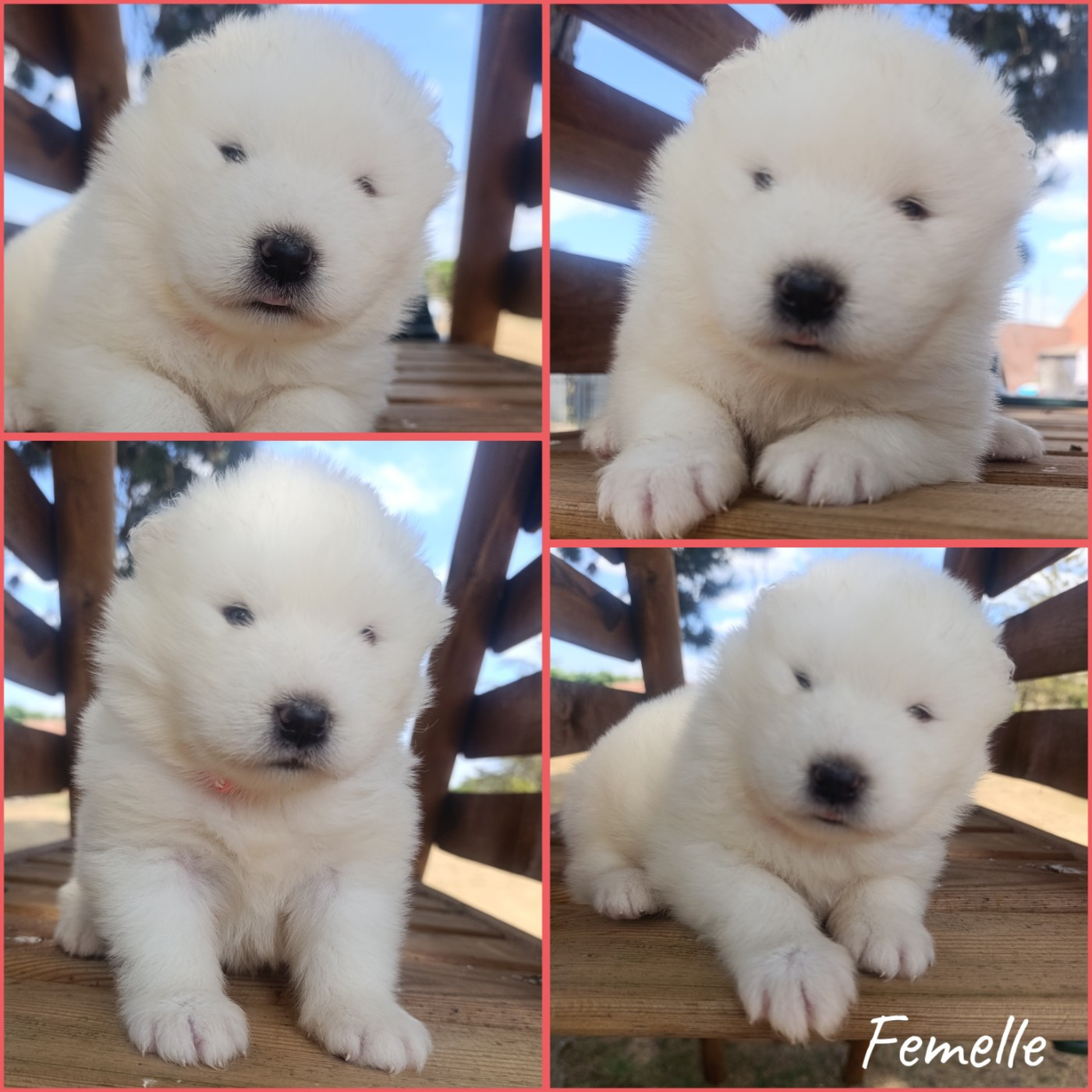 Daisy Baron - Chiots disponibles - Samoyède