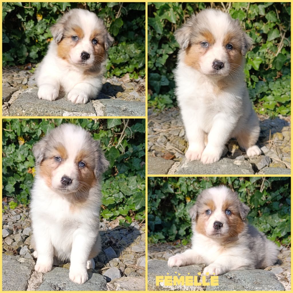 Daisy Baron - Chiots disponibles - Berger Australien