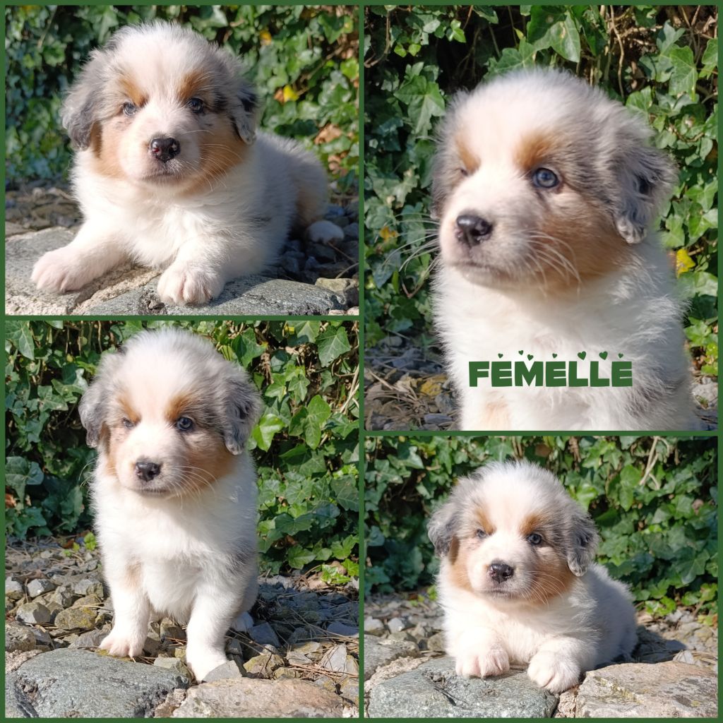Daisy Baron - Chiots disponibles - Berger Australien