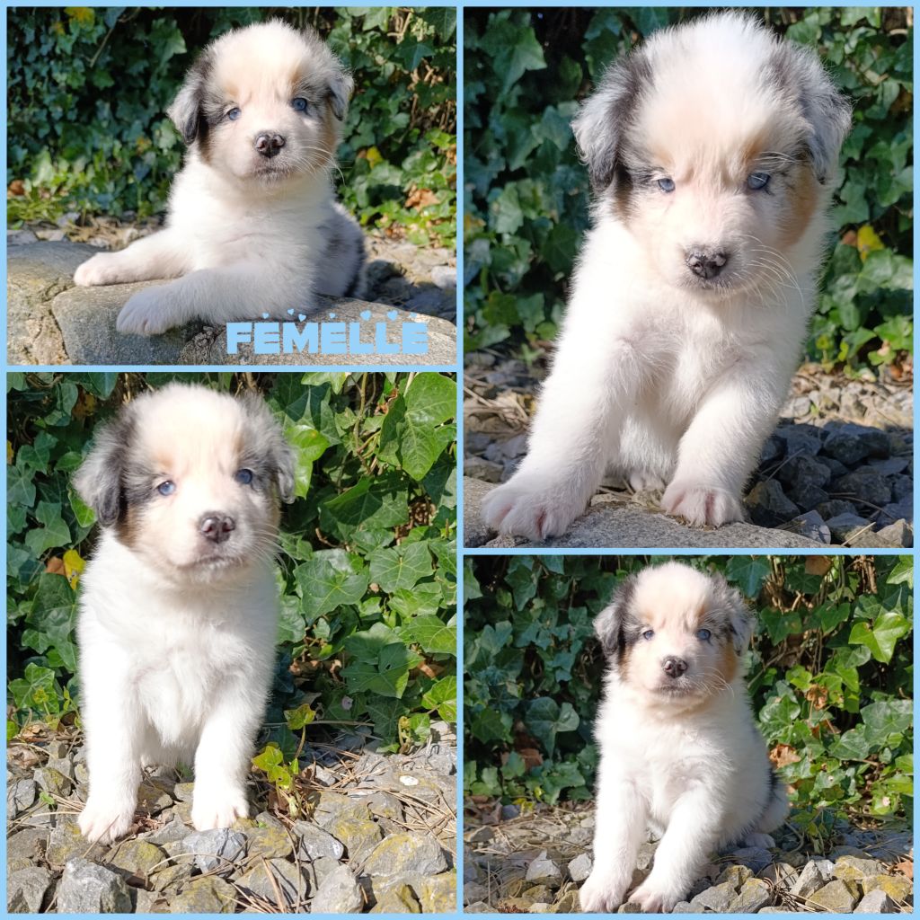 Daisy Baron - Chiots disponibles - Berger Australien