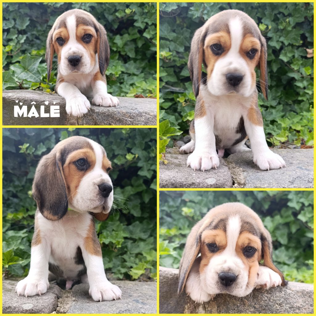 Daisy Baron - Chiots disponibles - Beagle
