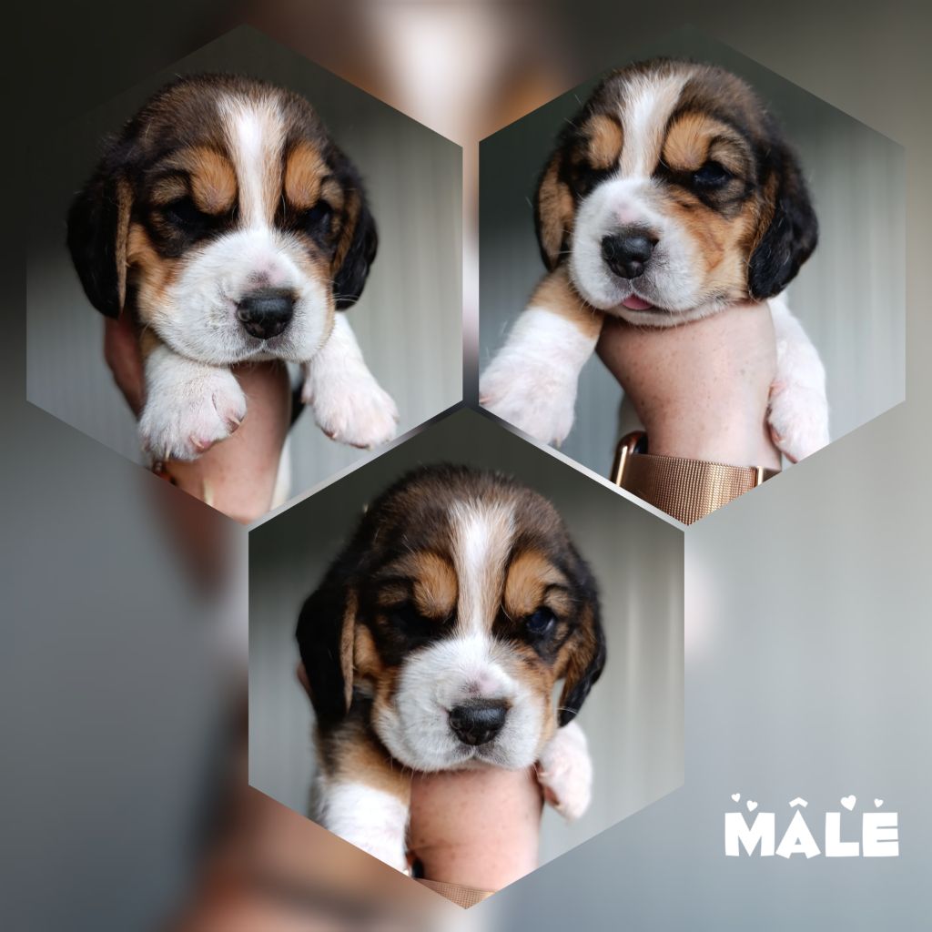 Daisy Baron - Chiots disponibles - Beagle