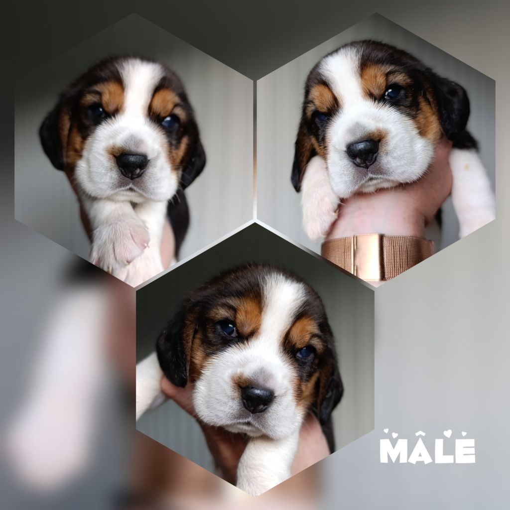 Daisy Baron - Chiots disponibles - Beagle